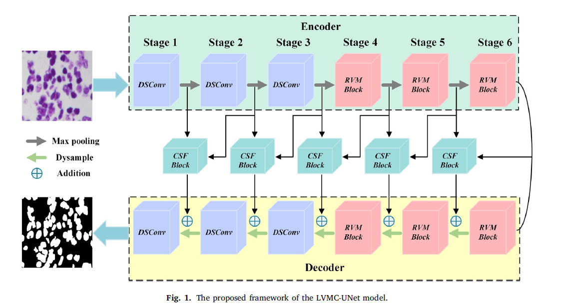 轻量级 Vision Mamba 编码 UNet 用于医学图像分割